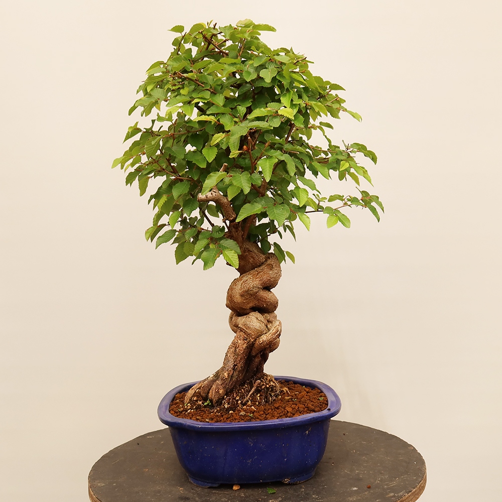 Vonkajší bonsai -Carpinus Coreana - Hrab kórejský
