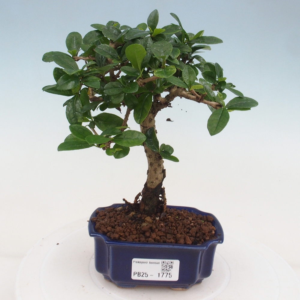 Izbová bonsai - Carmona macrophylla - Čaj fuki