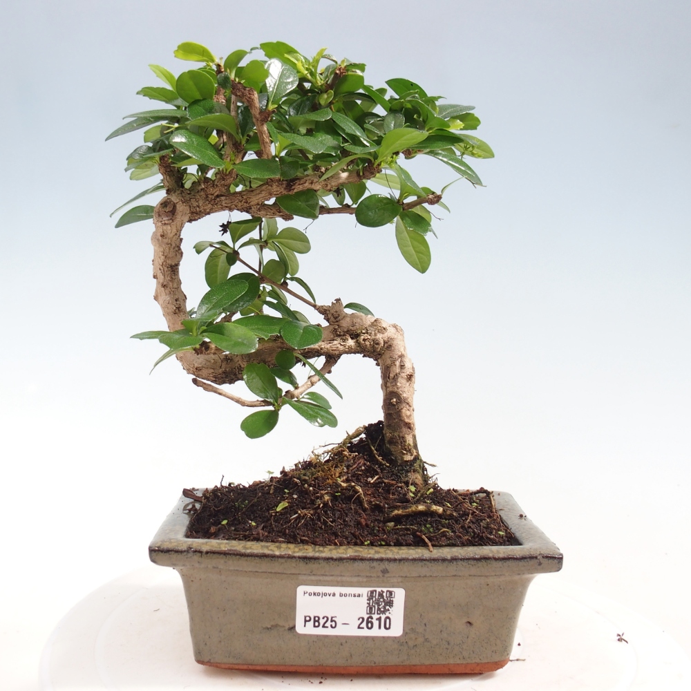 Izbová bonsai - Carmona macrophylla - Čaj fuki