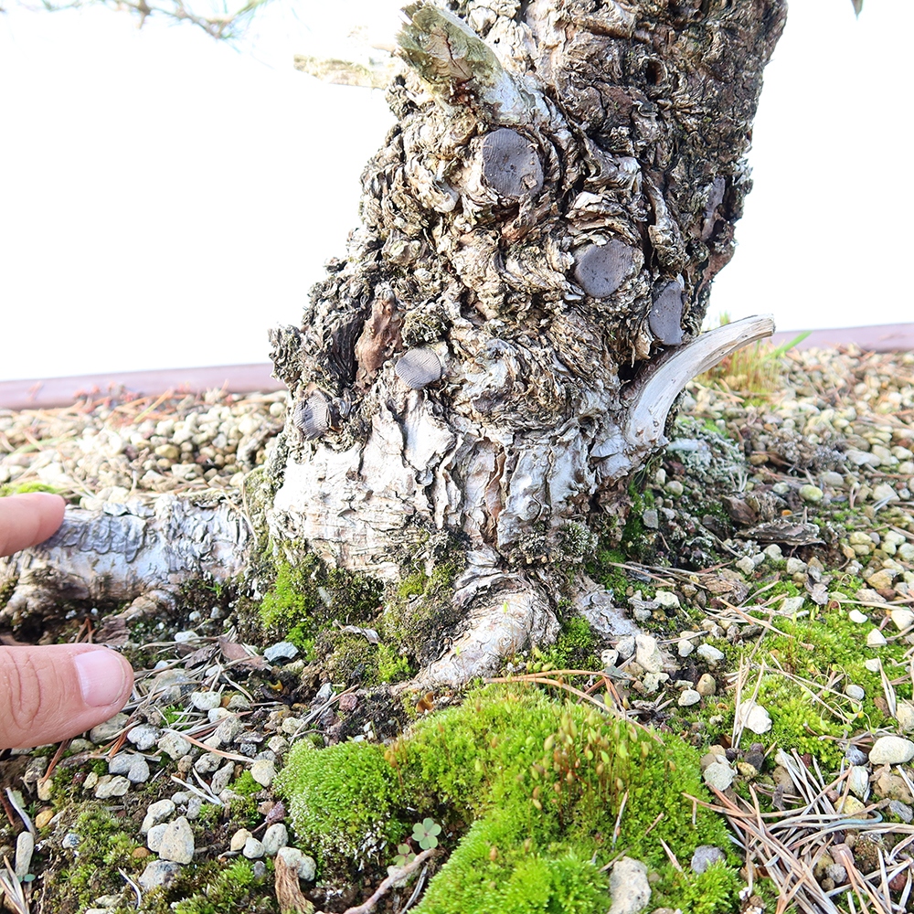 Pinus sylvestris Španielsko – borovica lesná