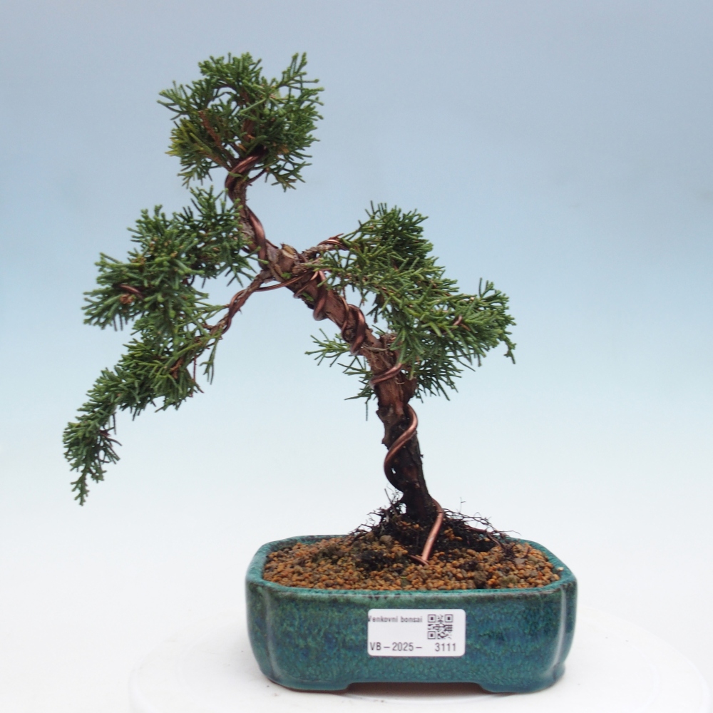 Vonkajší bonsai - Juniperus chinensis Kishu -Jalovec čínsky