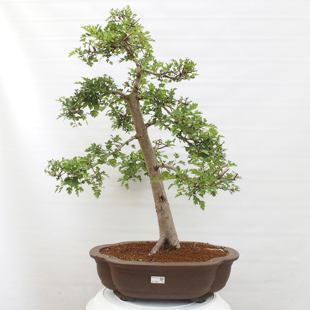 Vonkajší bonsai - Hloh - Crataegus monogyna