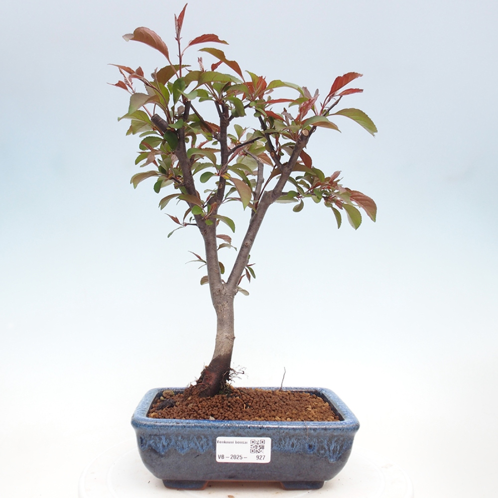 Vonkajší bonsai -Malus domestica - Maloplodá jabloň červenolistá