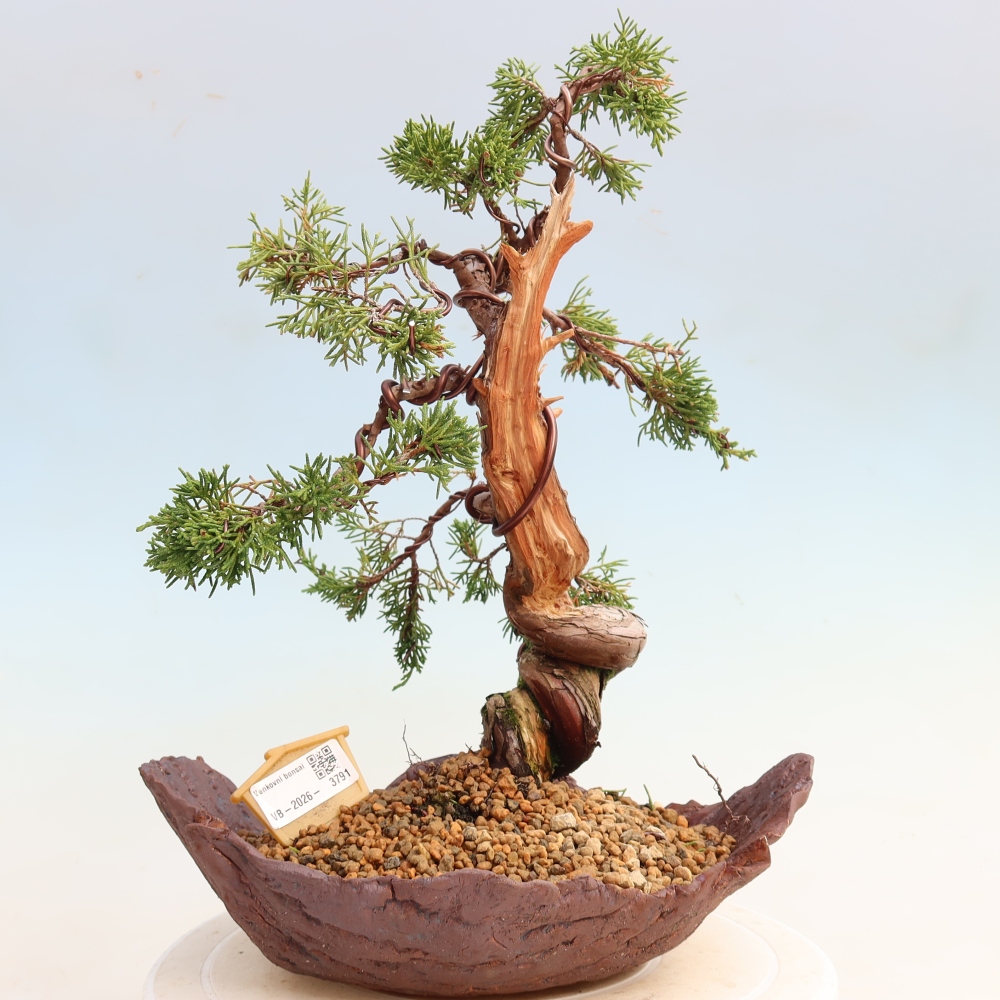 Vonkajší bonsai – Juniperus chinensis Itoigawa – čínsky jalovec