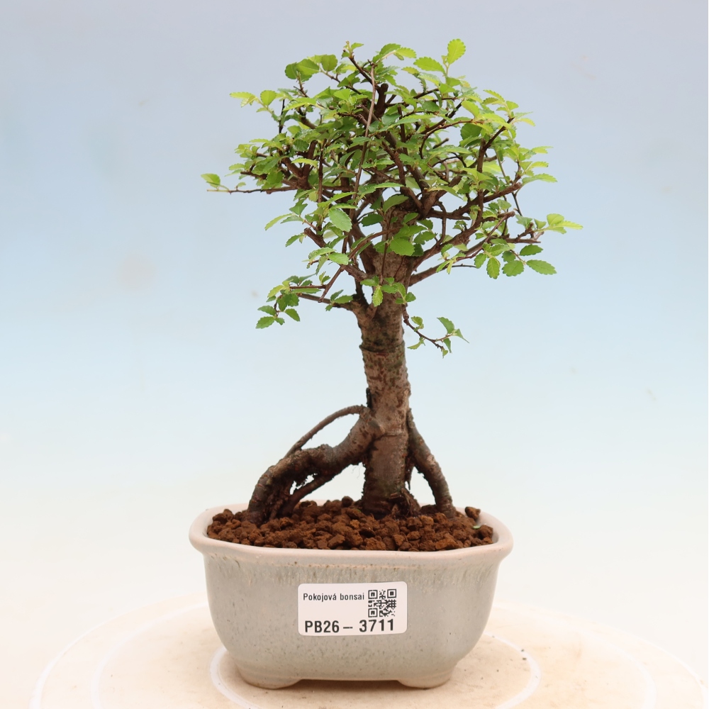 Izbový bonsaj - Ulmus parvifolia - brest malolistý