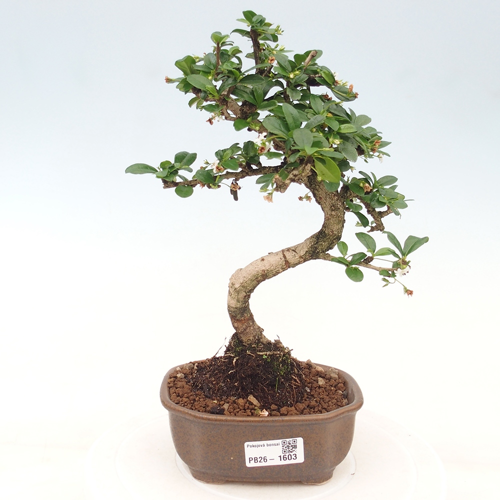 Izbové bonsaje - Carmona macrophylla - Tea fuki