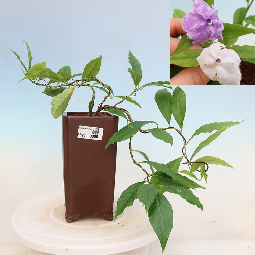 Izba bonsai – Rastlina melati costa – Brunfelsia