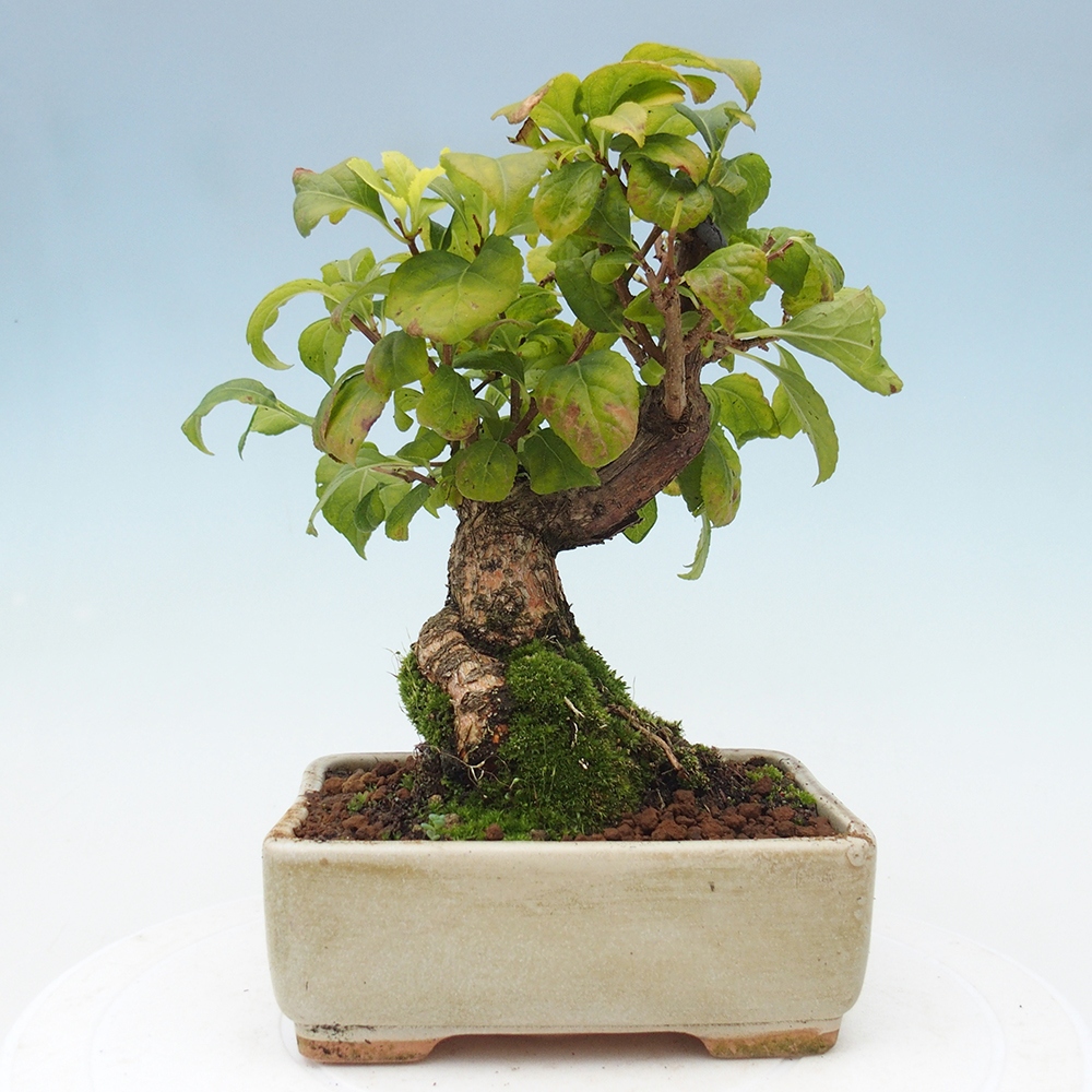 Vonkajšie bonsai - Celastrus Jesenec