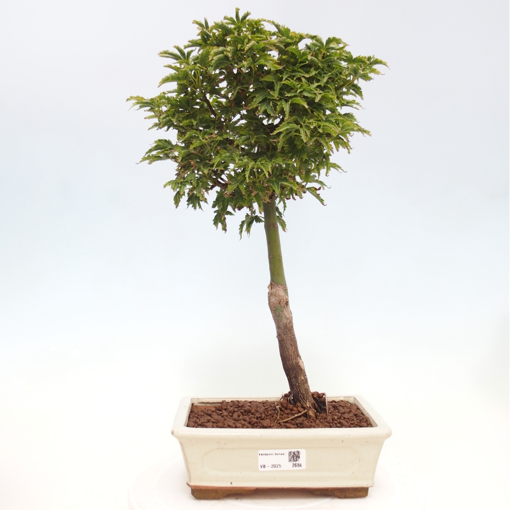 Vonkajší bonsai -Javor dlanitolistý Acer palmatum Shishigashira
