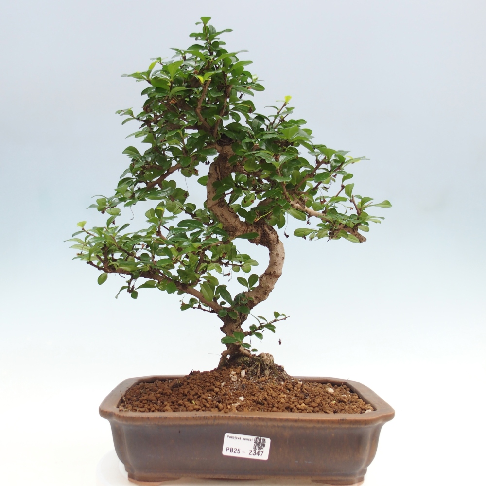 Izbová bonsai - Carmona macrophylla - Čaj fuki