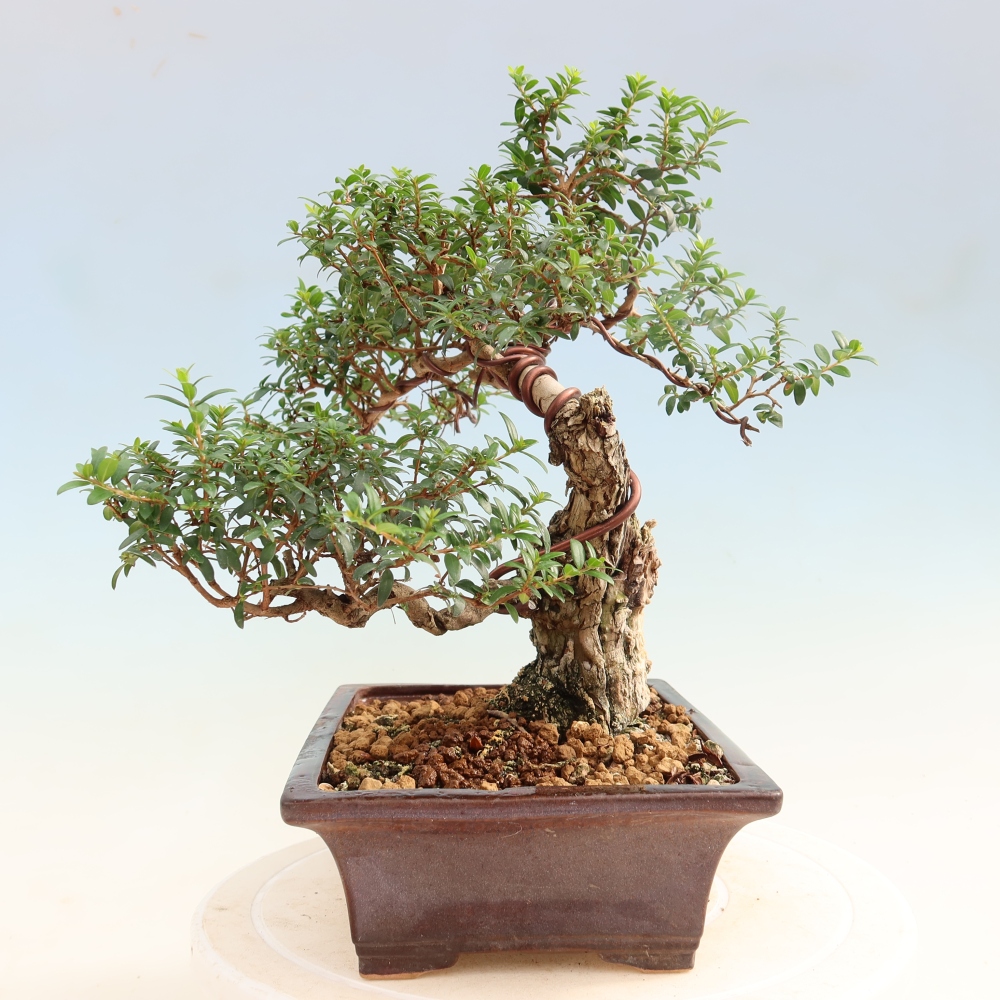 Izba bonsai – Myrtus communis – myrta obyčajná