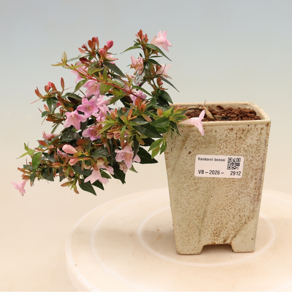 Vonkajší bonsai – Abelia Edward Goucher – Abelia veľkokvetá