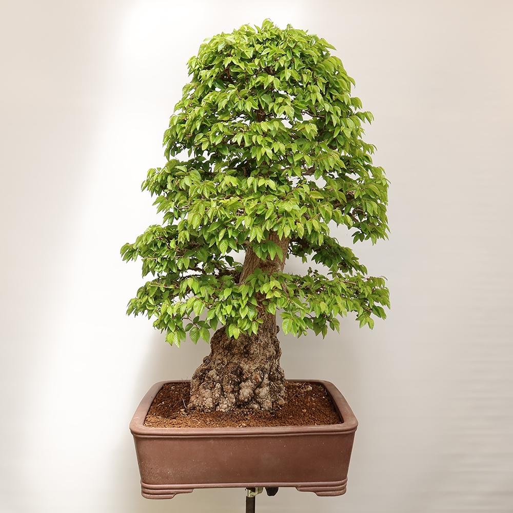 Vonkajší bonsai -Carpinus Coreana - Hrab kórejský