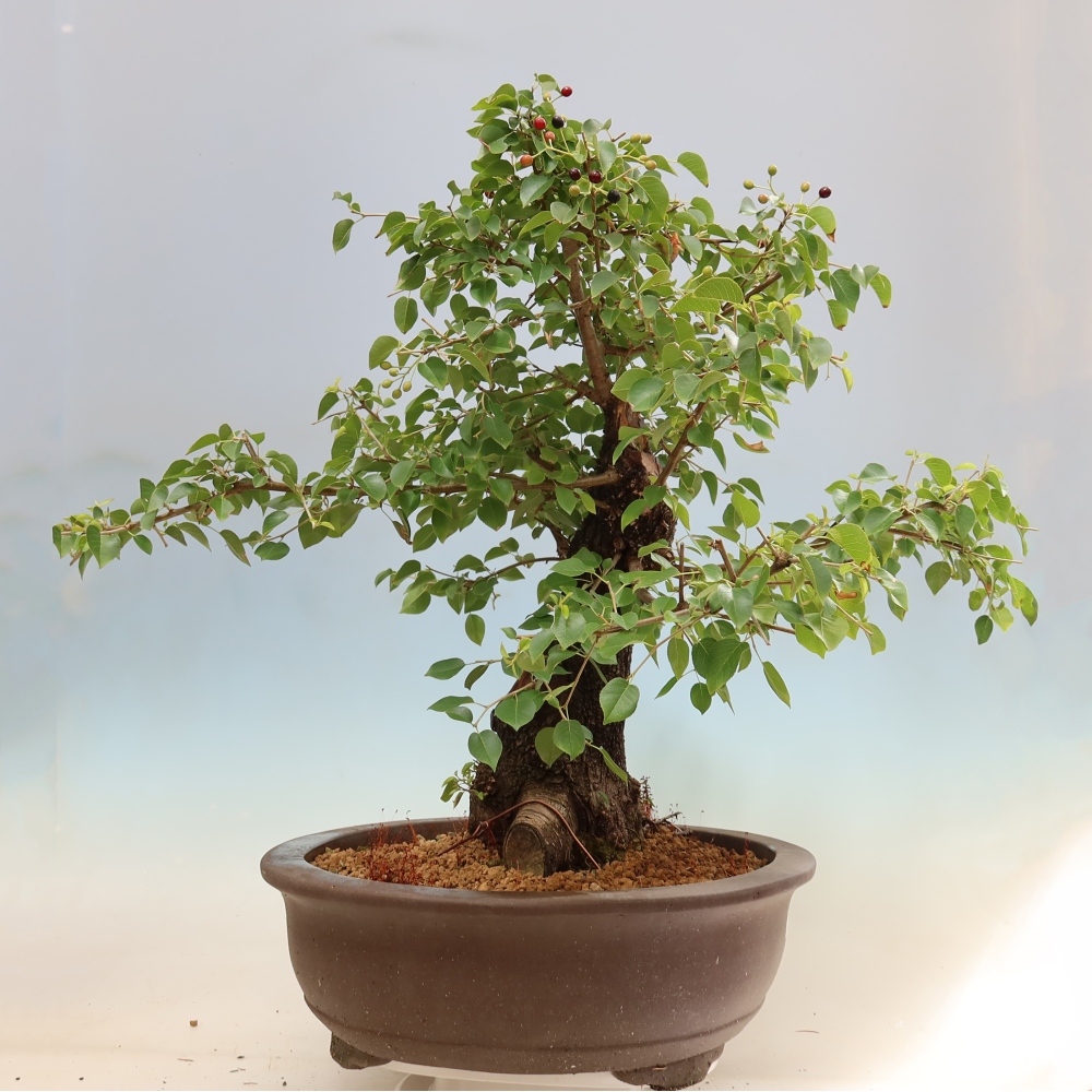 Vonkajší bonsai – Mahalebka – Prunus mahaleb