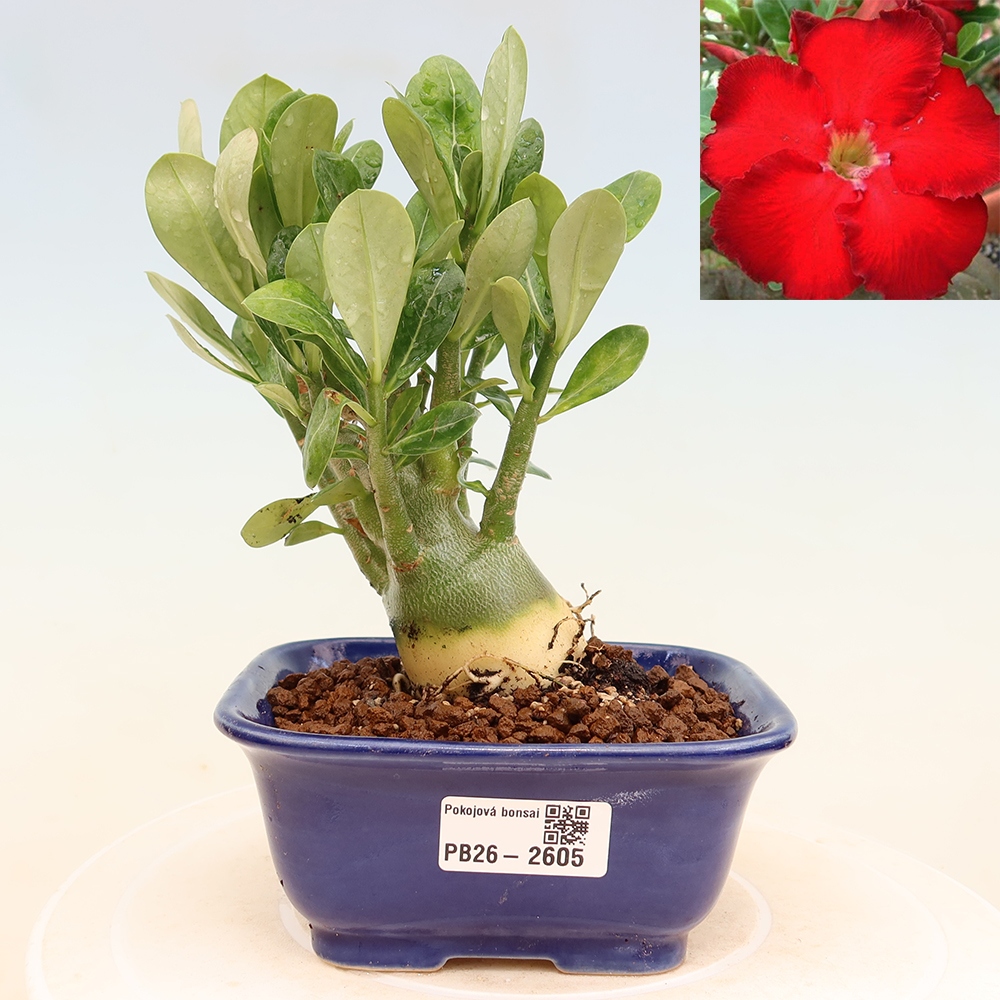 Izba bonsai – Adenium obesum Red Star – Púštna ruža