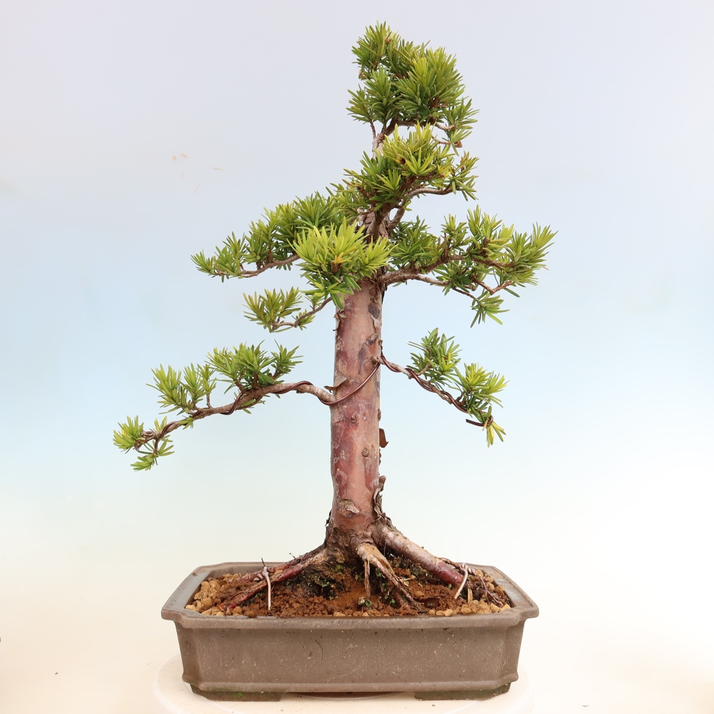 Vonkajší bonsai – Taxus cuspidata – japonský tis