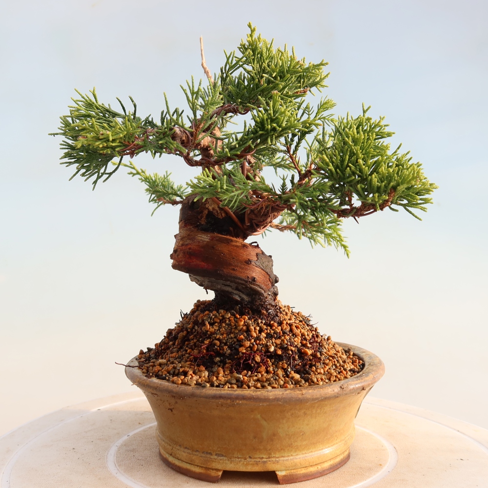 Vonkajší bonsai - Juniperus chinensis Itoigawa -Jalovec čínsky
