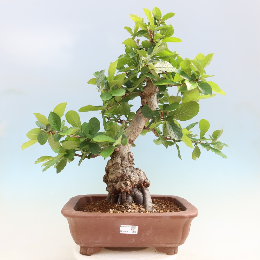 Vonkajšie bonsaje – Photinia chlpatá – Photinia villosa