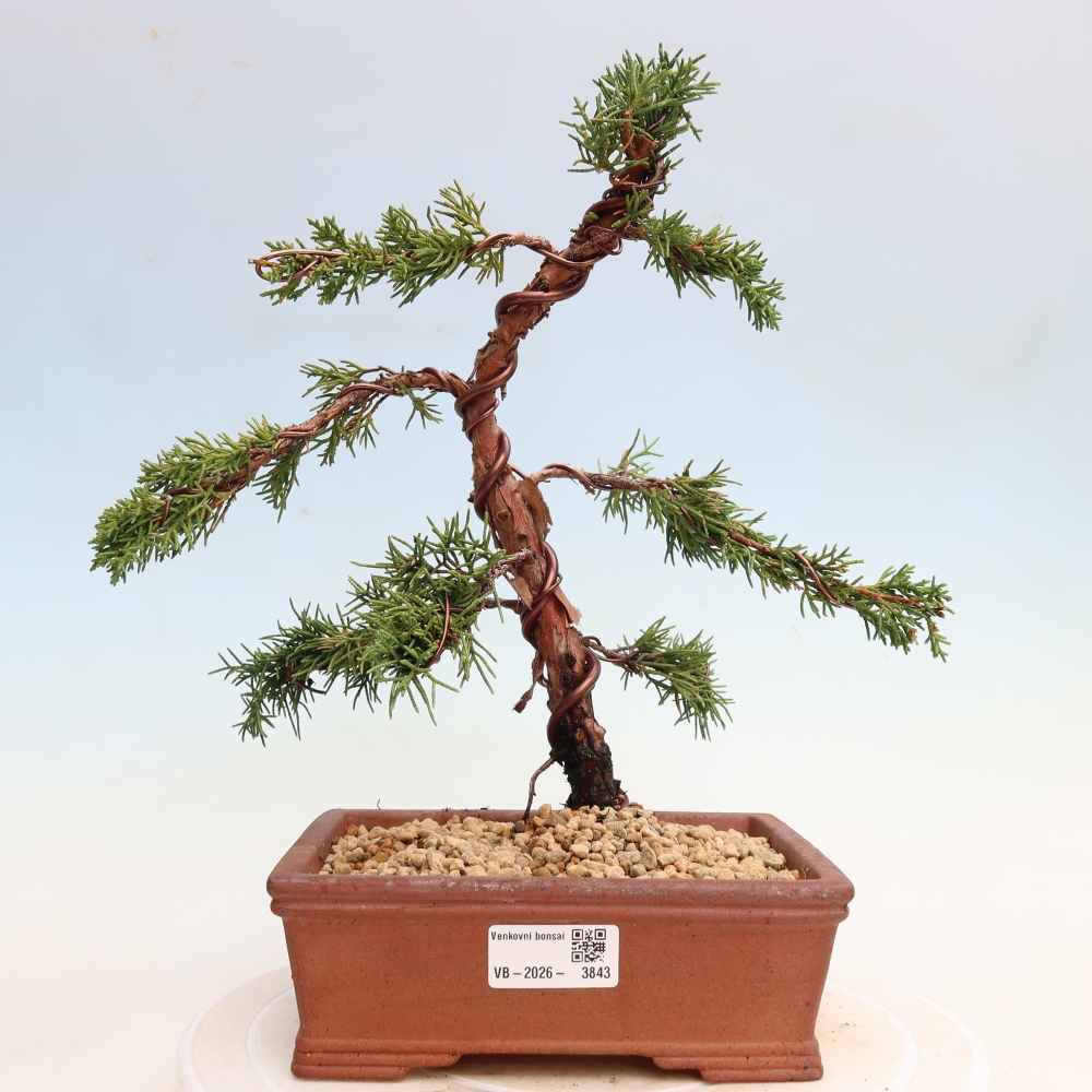 Vonkajší bonsaj - Juniperus chinensis Kishu