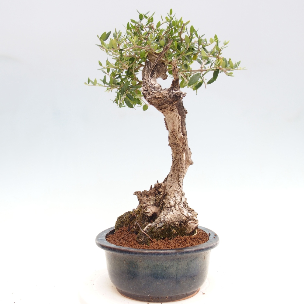 Izbová bonsai - Olea europaea sylvestris -Oliva evropská drobnolistá