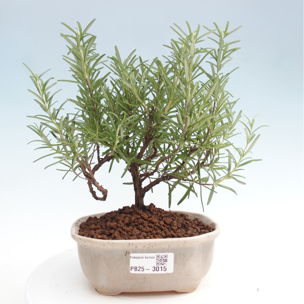 Izbová bonsai - Rozmarín lekársky-Rosmarinus officinalis