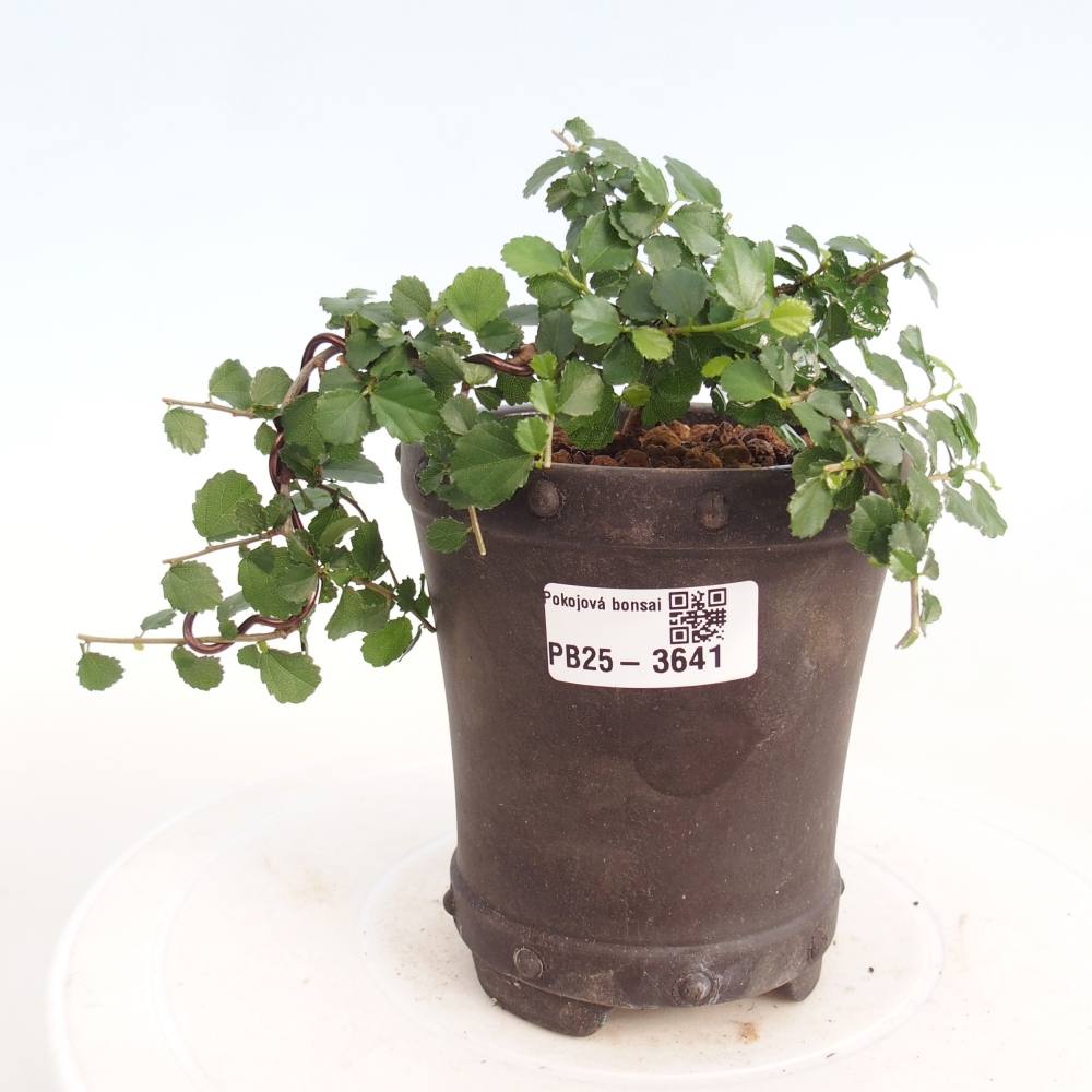Izbový bonsaj - Grewia sp. - Grewia malafolia