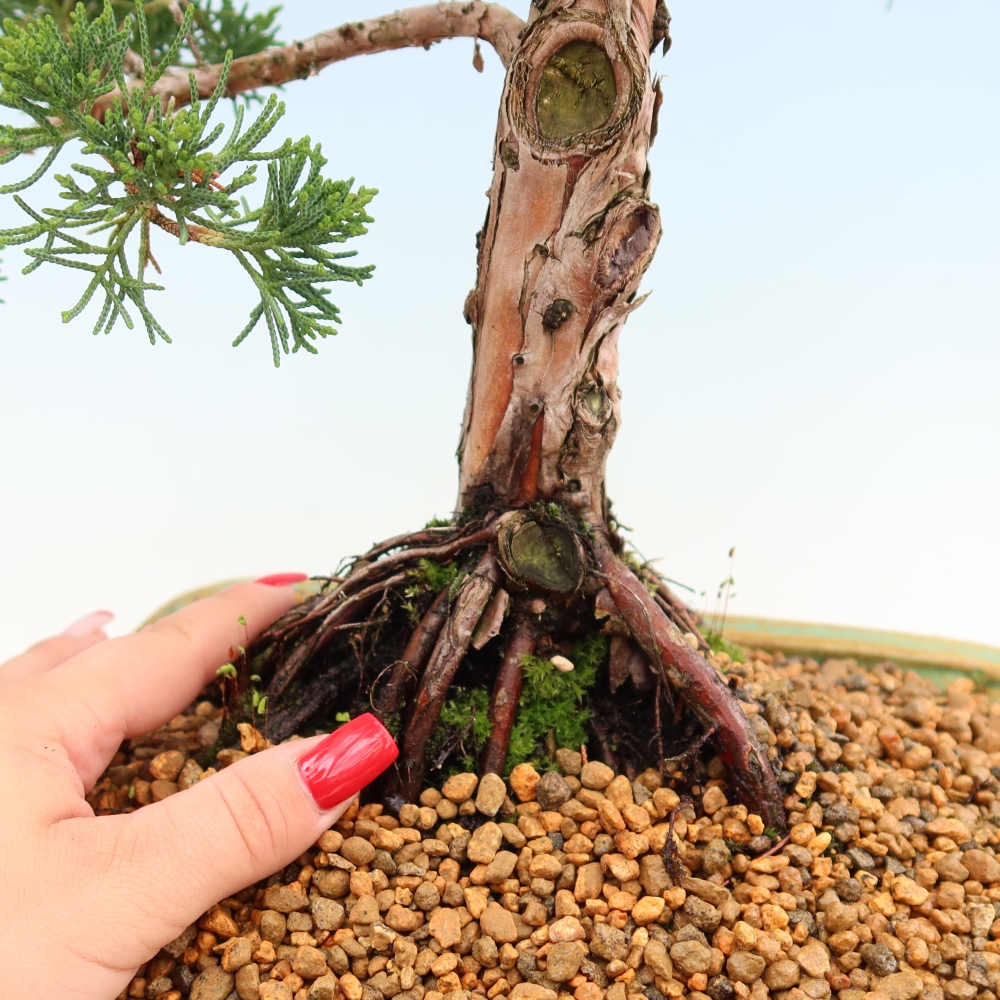 Vonkajší bonsaj - Juniperus chinensis Kishu
