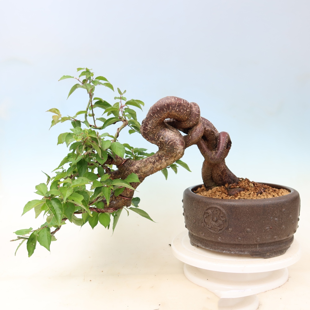 Vonkajšie bonsaje – Japonská marhuľa – Prunus Mume