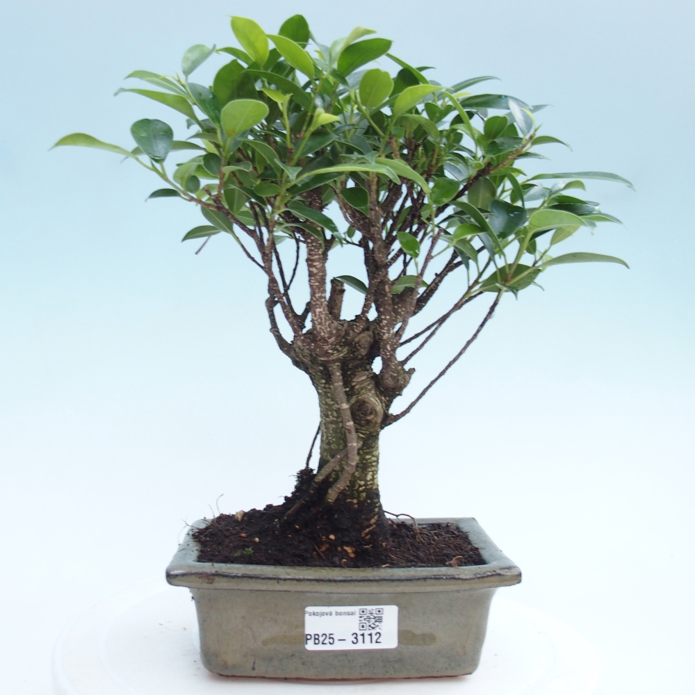 Izbová bonsai - Ficus retusa - malolistý fikus