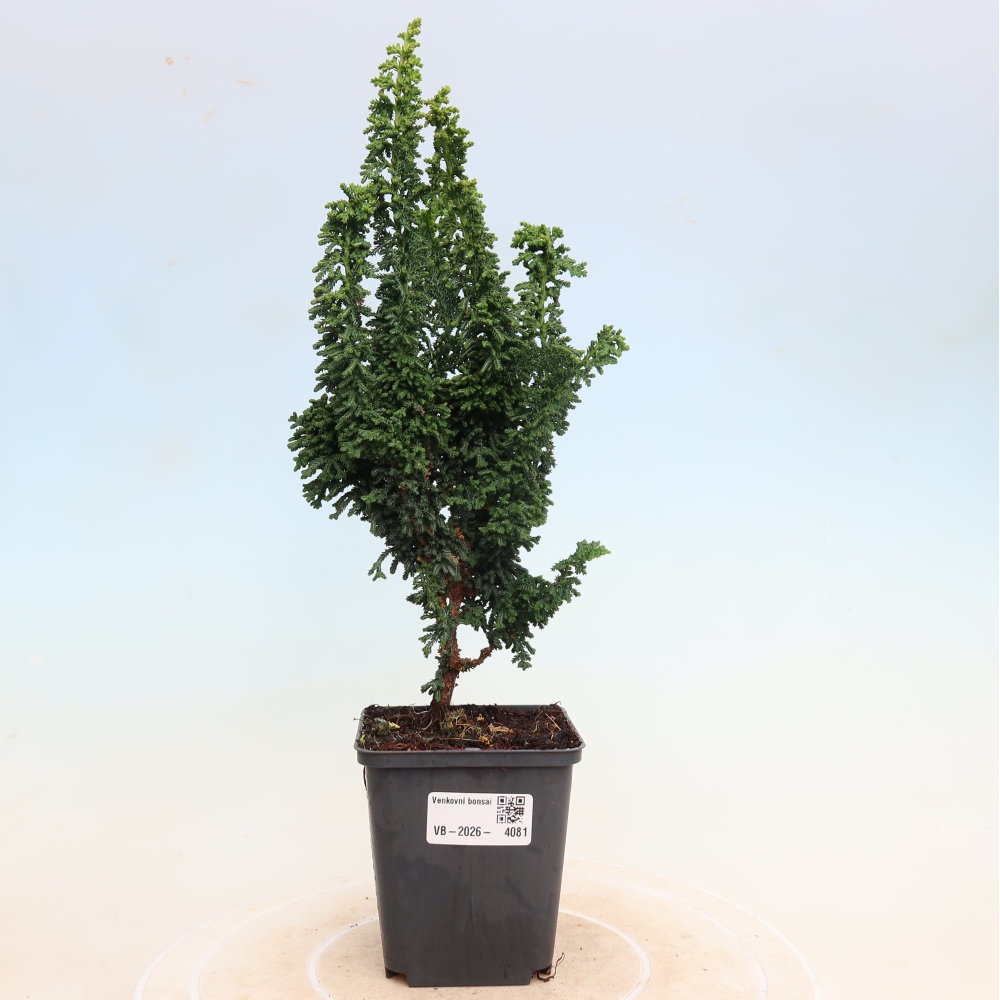 Vonkajší bonsaj - Cham. obtusa SEKKA HINOKI - Cypruštek