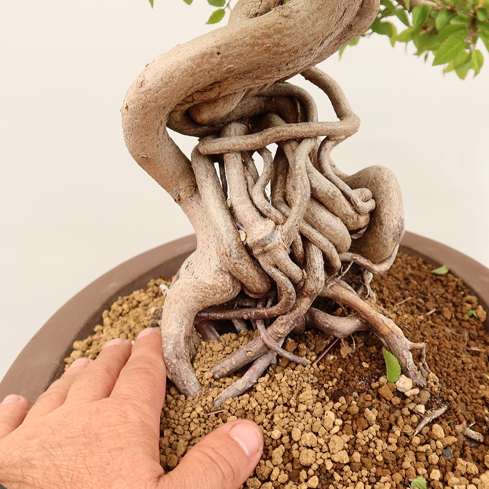 Vonkajší bonsai -Carpinus Coreana - Hrab kórejský