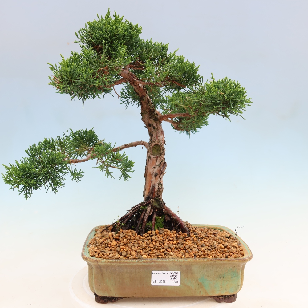 Vonkajší bonsaj - Juniperus chinensis Kishu