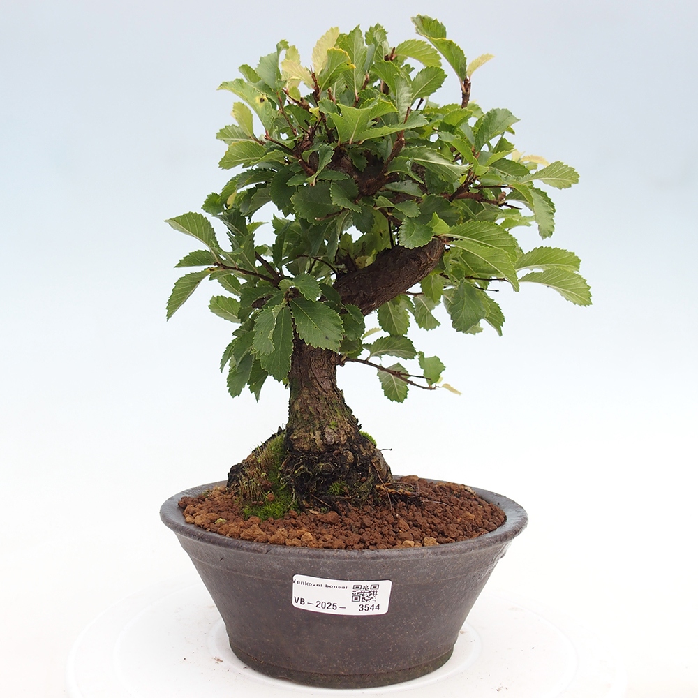 Vonkajšie bonsaje - Zelkova - Zelkova NIRE