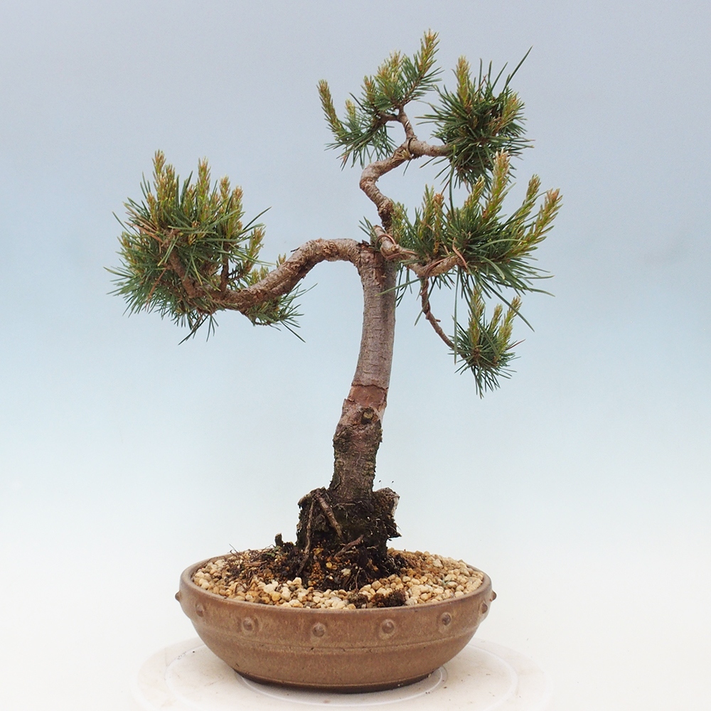Vonkajšie bonsai - Pinus Sylvestris - Borovica lesná