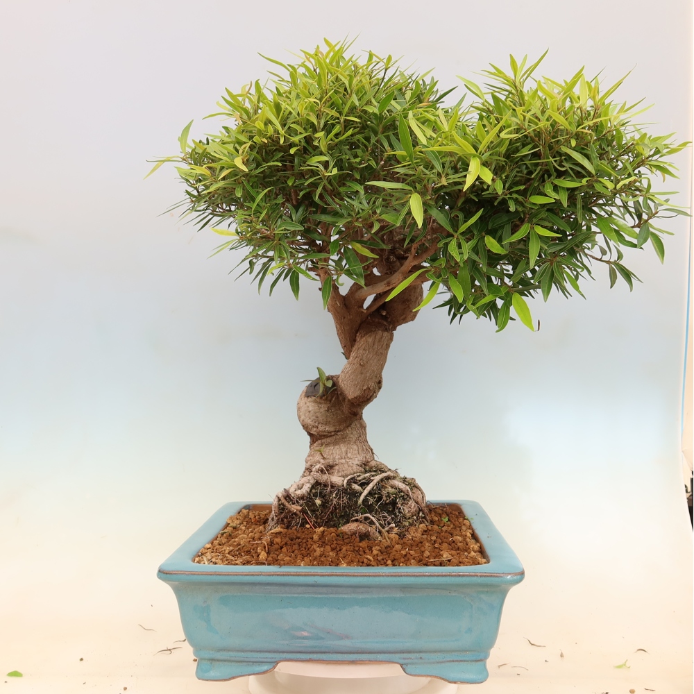 Izbové bonsaje - Ficus nerifolia - fíkus drobnolistý