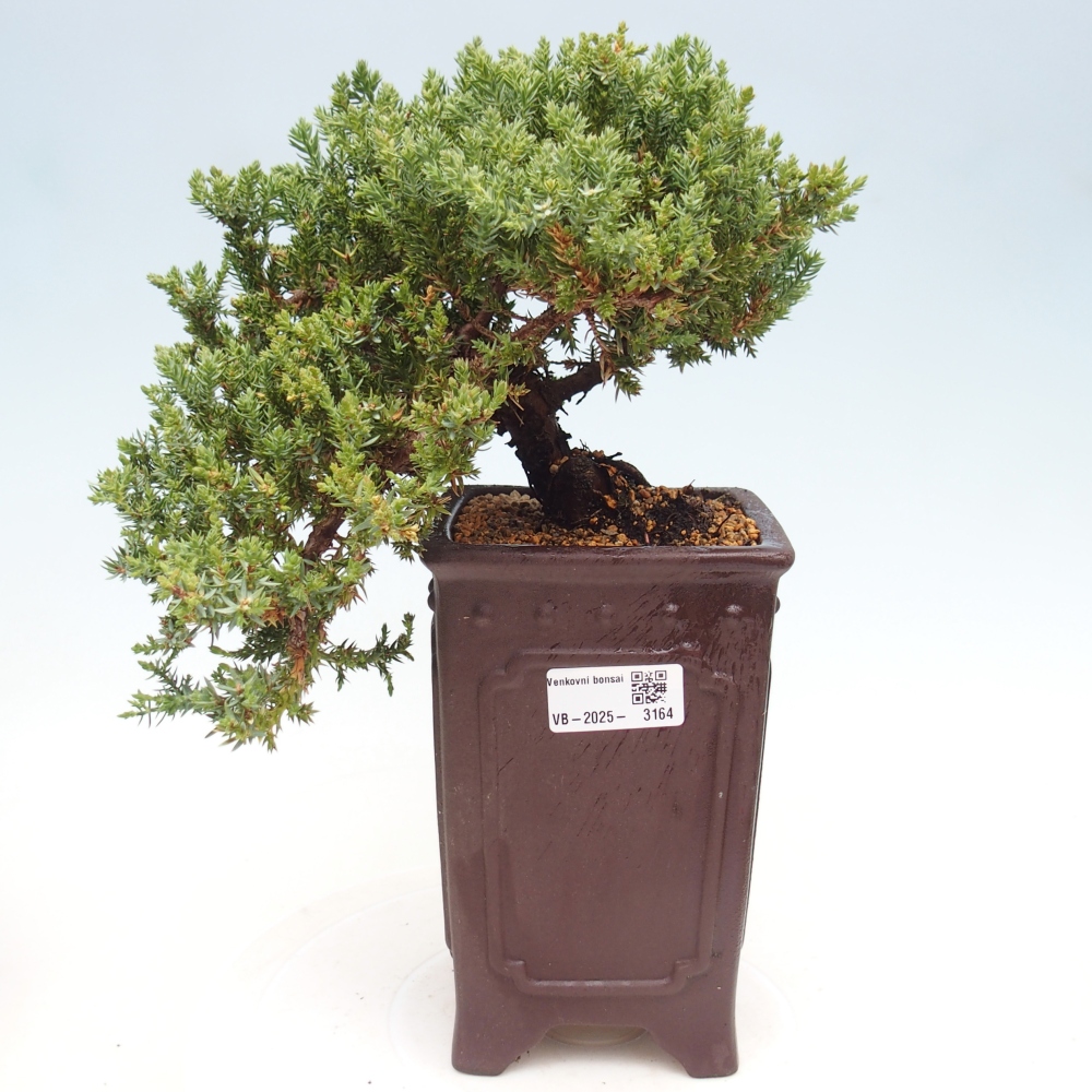 Vonkajší bonsai - Juniperus procumbens - Borievka polehavá