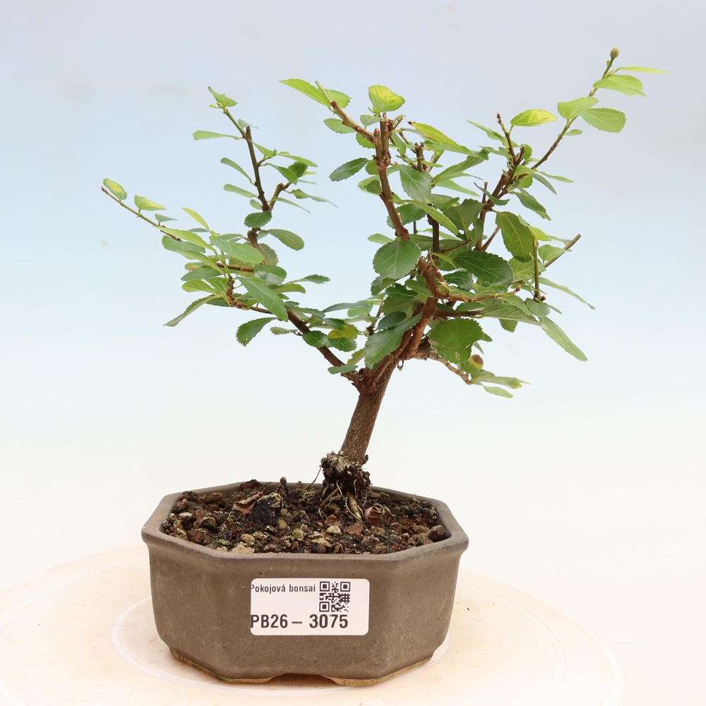 Izba bonsai – Grewia occidentalis – Levanduľová hviezdica