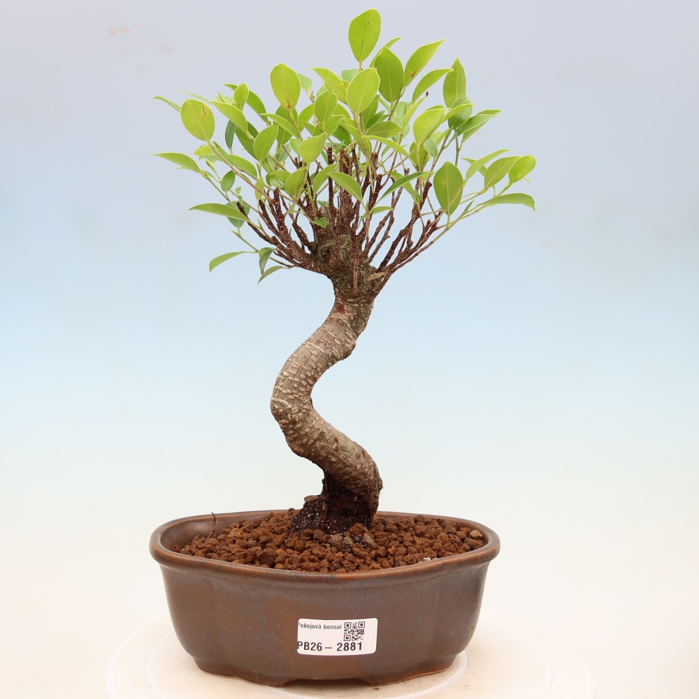 Izbové bonsaje - Ficus kimmen - drobnolistý fikus