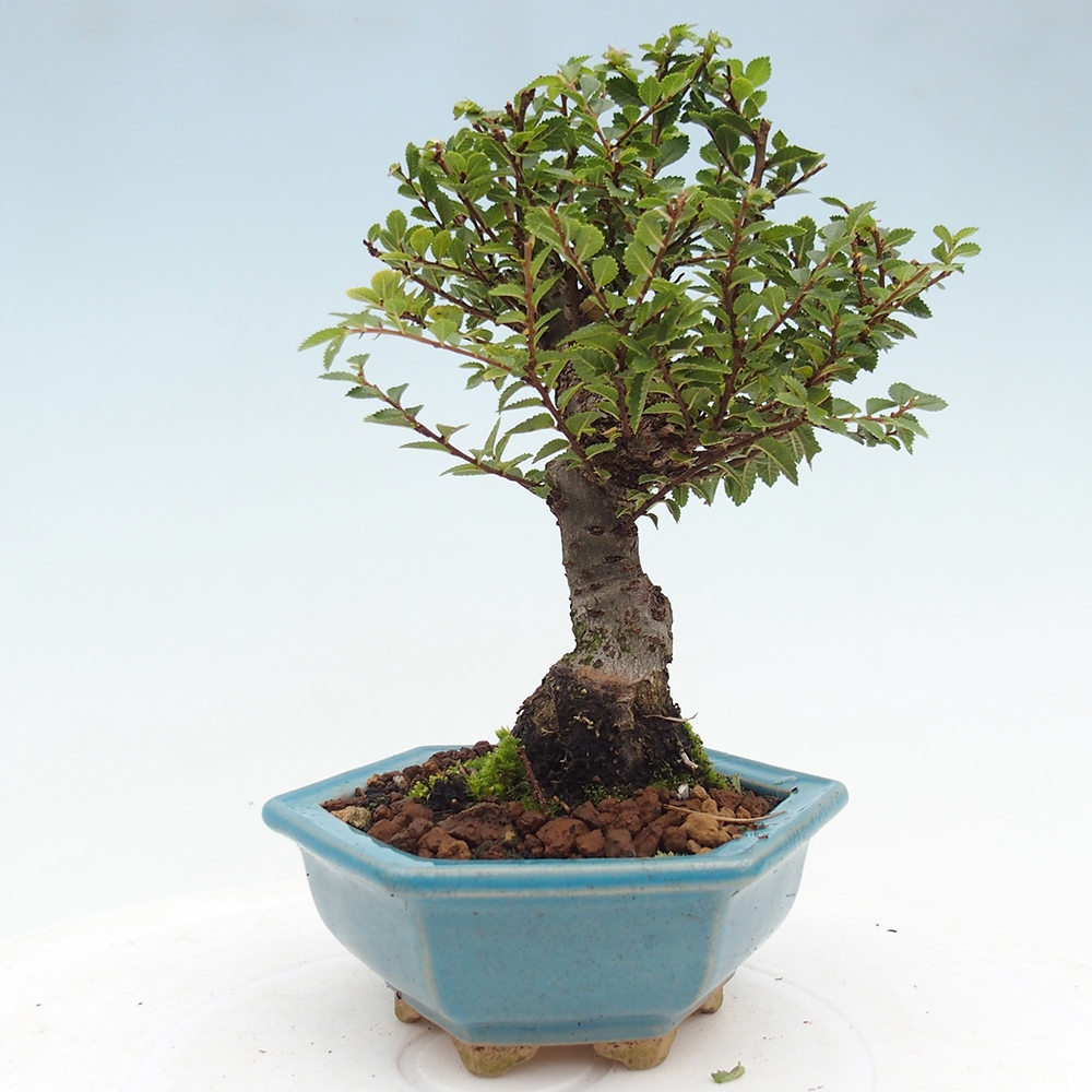 Vonkajší bonsai - Ulmus parvifolia Hokkaido - brest Čínsky
