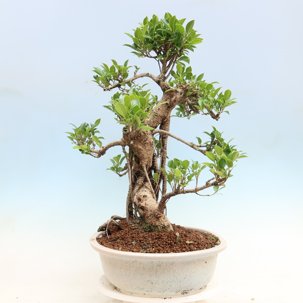 Izbové bonsaje - Ficus kimmen - drobnolistý fikus
