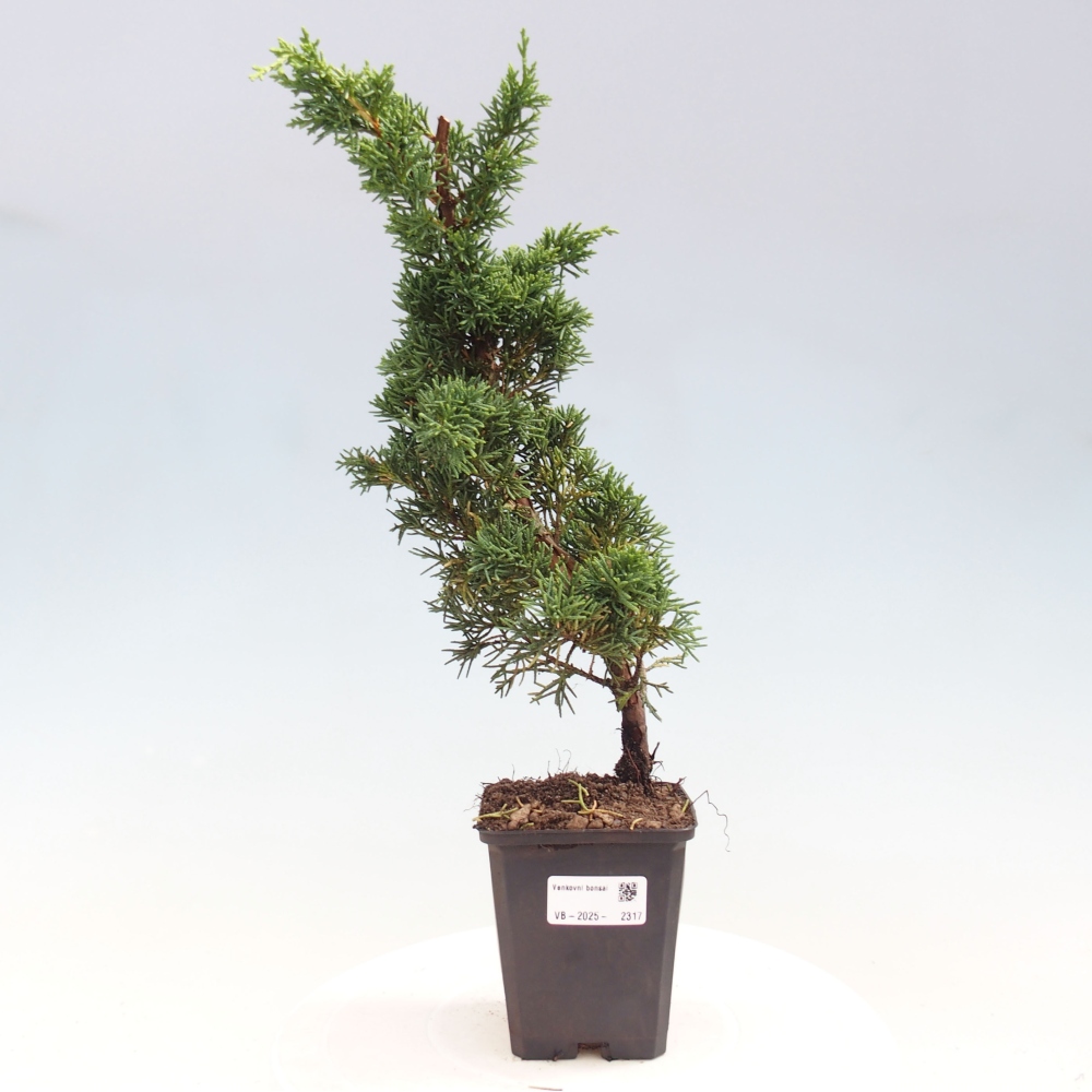 Vonkajšie bonsai - Juniperus chinensis Kishu -Jalovec čínsky