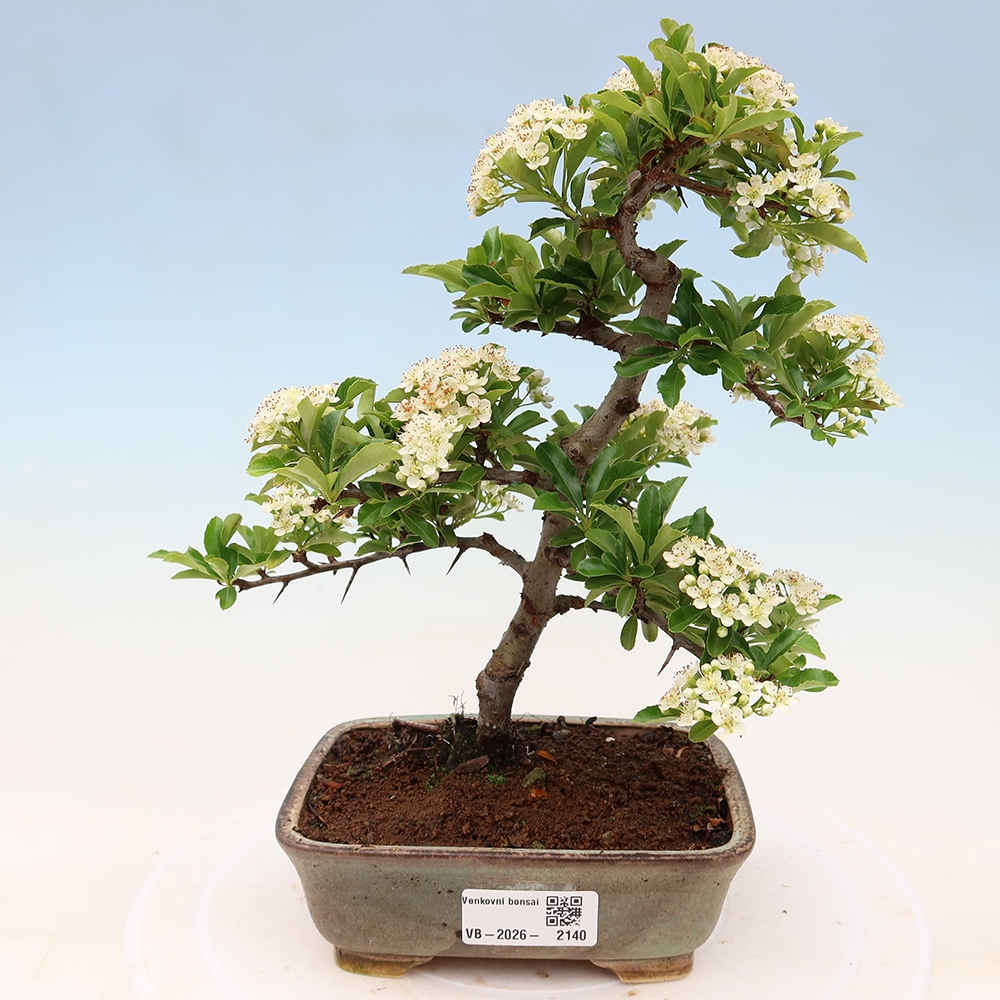 Vonkajší bonsai – Pyracantha teton – hlohovec šarlátový