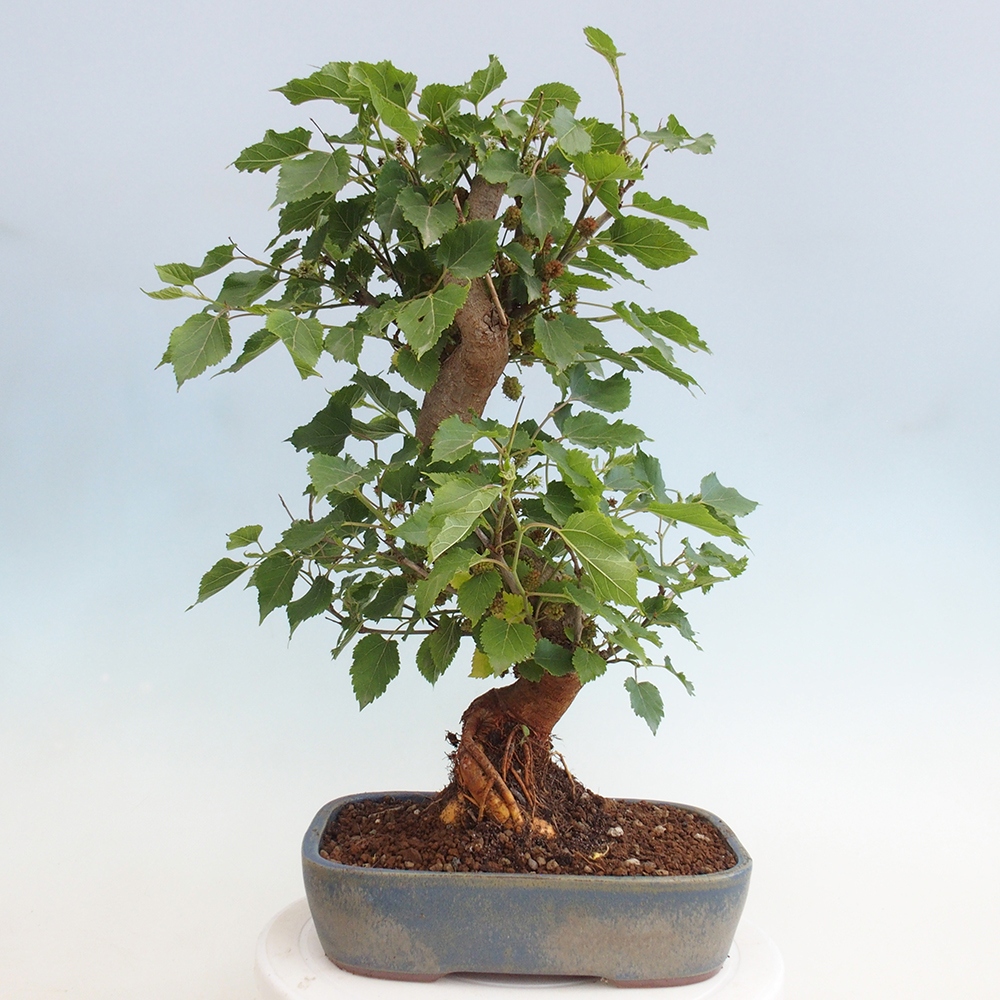 Vonkajšie bonsai -Morus albumy - moruše