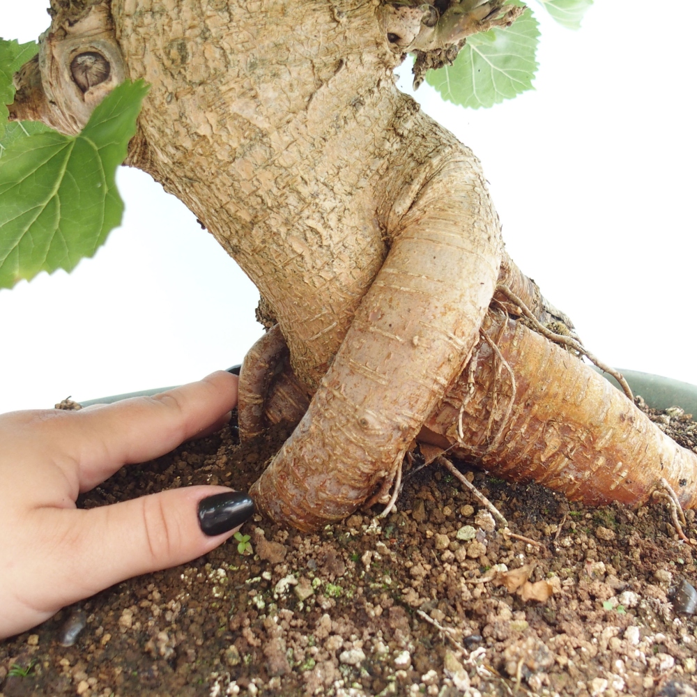 Vonkajšie bonsai -Morus albumy - moruše