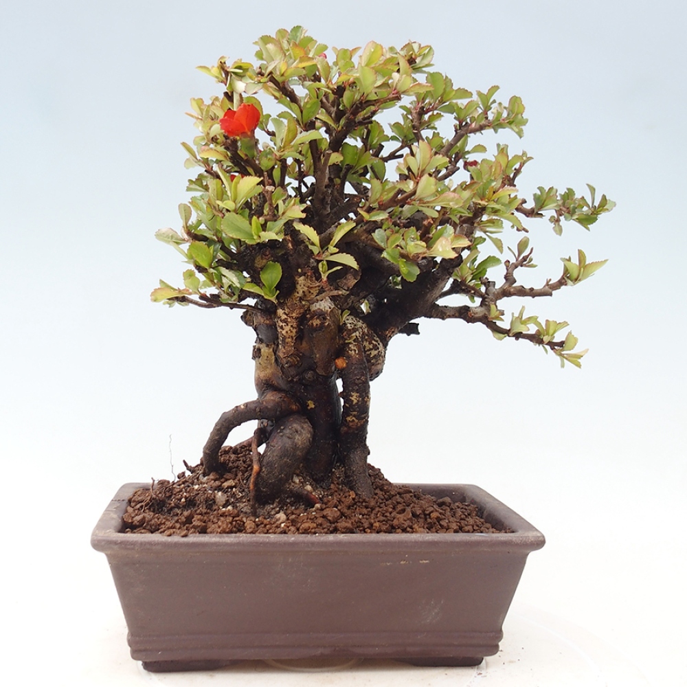 Vonkajšie bonsaje - Chaneomeles speciosa - Kdoule