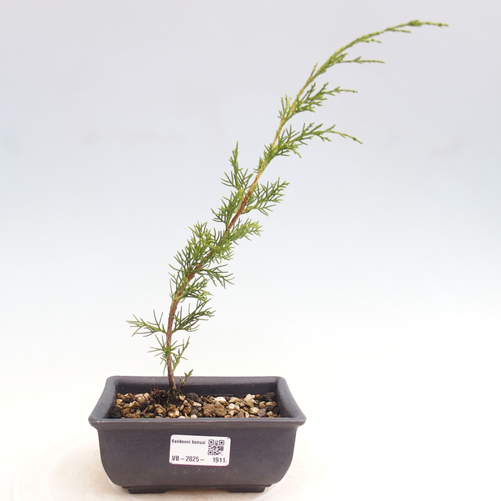 Vonkajší bonsai - Juniperus chinensis Itoigawa -Jalovec čínsky