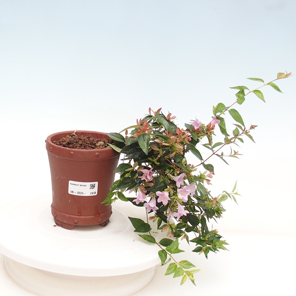 Vonkajší bonsai - Abelia Grandiflora - Abélia veľkokvetá