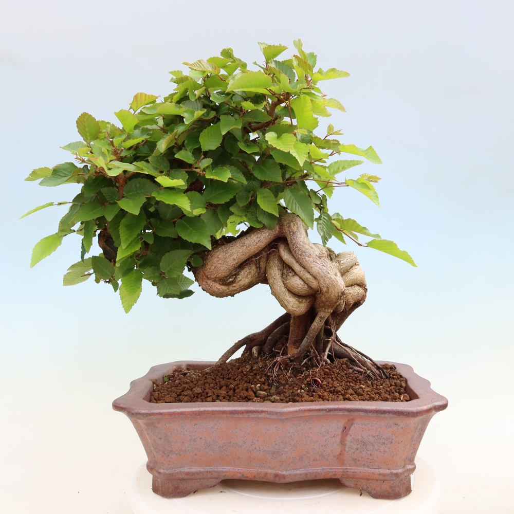 Vonkajší bonsaj -Carpinus coreana - Hrab kórejský