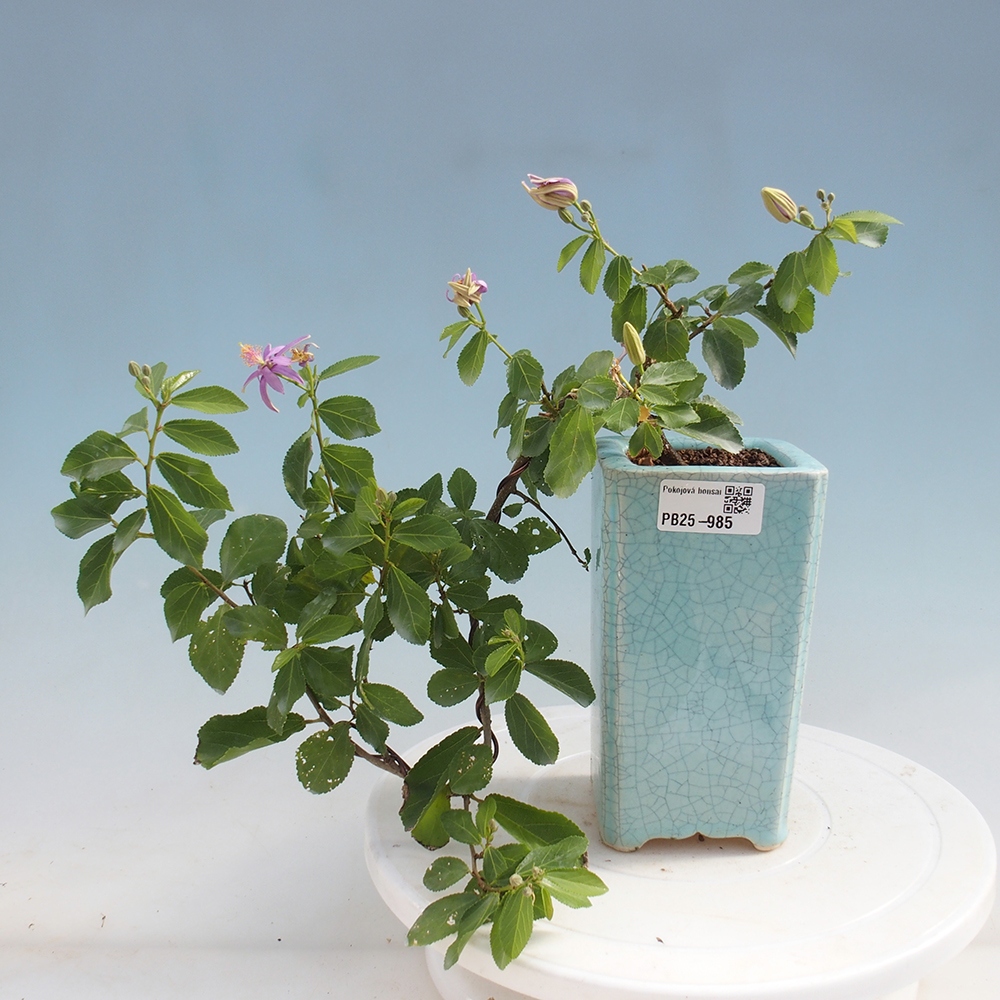 Izbová bonsai - Grewia occidentalis - Hviezdica levanduľová