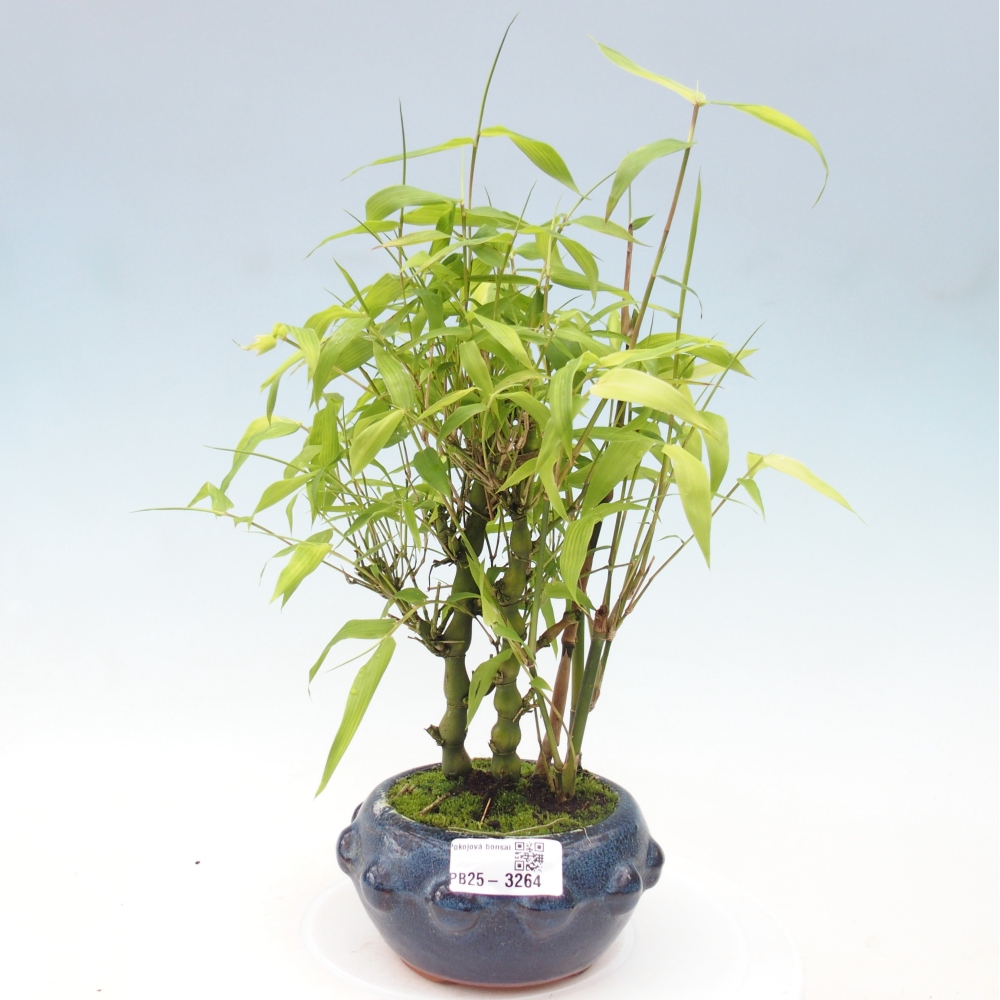 Izbové bonsaje - Bambusové brucho - Bambusové brucho